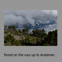 forest on the way up to Acatenango